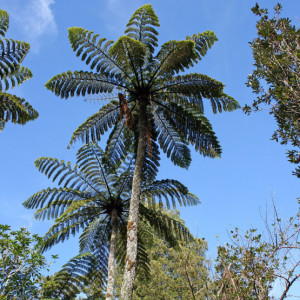 1024px-Cyathea-med2-555x555