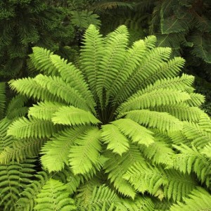 Dicksonia-antarctica-e1494865459901-555x555