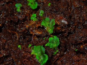 Riproduzione da spore delle Felci Arboree