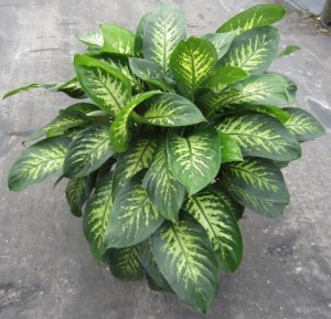dieffenbachia amoena coltivazione