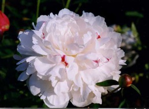 festiva-maxima-peonia