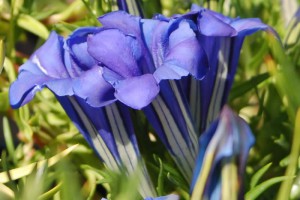 gentiana-sino-ornata gentiana-sino-ornata