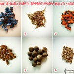 quiz-semi-negoziobonsai