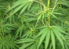 Coltivare la Cannabis: differenze tra i vari semi