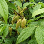 Chimonanthus_praecox