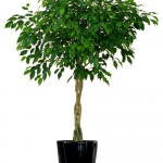 Ficus Benjamina Braid Tree