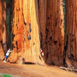 Giant-Sequoia