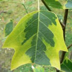 Liriodendron-tulipifera-aureomarginatum