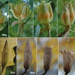 Liriodendron-tulipifera-frutti