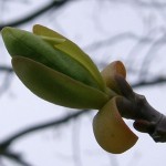 Liriodendron-tulipifera-gemme