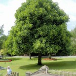 Liriodendron_tulipifera