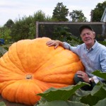 Zucca Gigante
