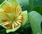 albero-tulipani