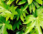 aralia
