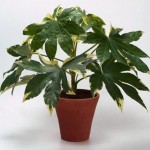 aralia-japonica