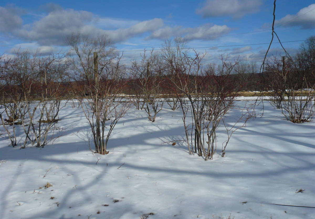 Arbusti invernali