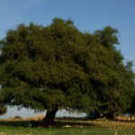argan albero