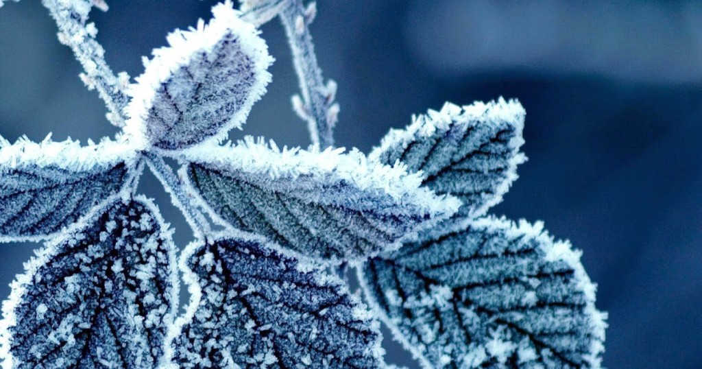 proteggere piante dal freddo
