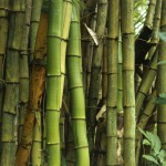 bambu-bamboo-gigante