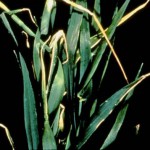 carenza-rame