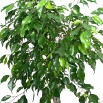 ficus