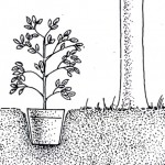 ficus-benjamina-estate