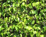 ficus-thumb