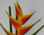heliconia