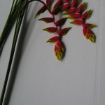 heliconia_jacquinii