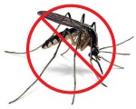 no_mosquito-thumb