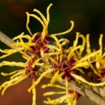 nocciolo fiore strega