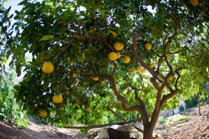 citrus x paradisi