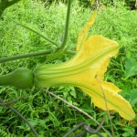 pumpkin-flower_female