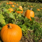 pumpkinrows