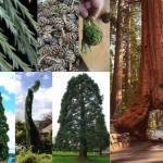 sequoia gigante