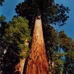 sequoia gigante albero