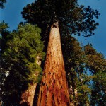 sequoia gigante albero