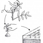 talea-ficus-benjamina