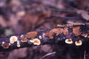 anti funghi