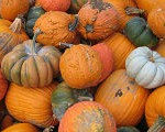 zucca_thumb